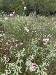 Oenothera lindheimeri
