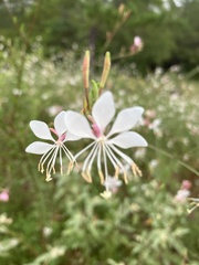 Oenothera lindheimeri