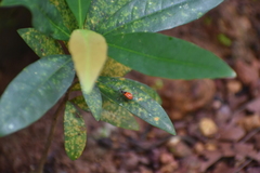 Hemiptera
