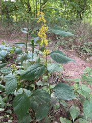 Solidago flexicaulis