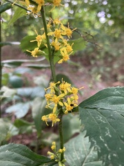 Solidago flexicaulis