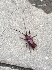 Dicelosternus corallinus