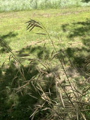 Bromus inermis