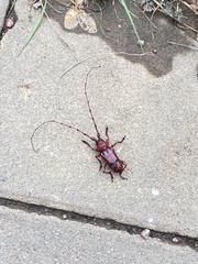 Dicelosternus corallinus