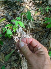 Cardamine quinquefolia