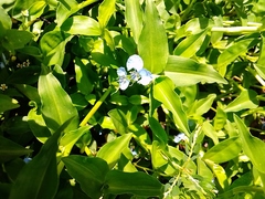 Commelina