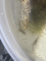 Eumalacostraca