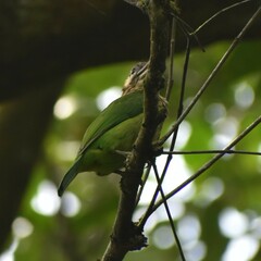 Psilopogon viridis