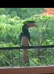 Anthracoceros coronatus