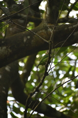 Psilopogon viridis