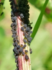 Aphis rumicis
