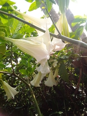 Brugmansia