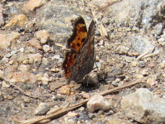 Polygonia gracilis