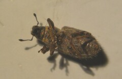 Sitona hispidulus