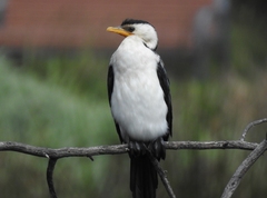 Microcarbo melanoleucos