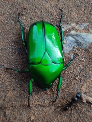 Heterorrhina elegans