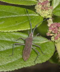 Chariesterus antennator