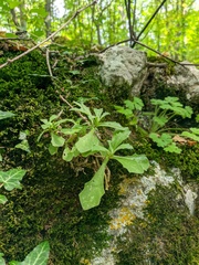 Arabis caucasica