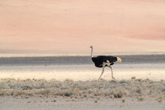 Struthio camelus australis