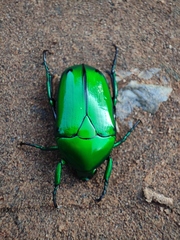 Heterorrhina elegans
