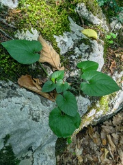 Viola alba dehnhardtii