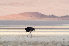 Struthio camelus australis