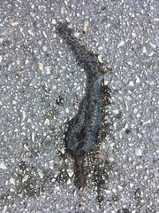 Vipera ammodytes