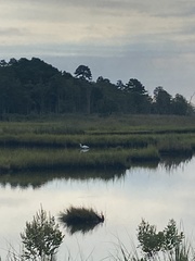 Ardea alba