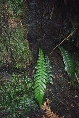 Blechnum chambersii