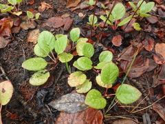 Pyrola asarifolia incarnata