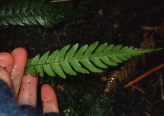 Blechnum chambersii