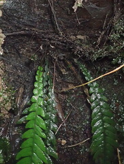Blechnum chambersii