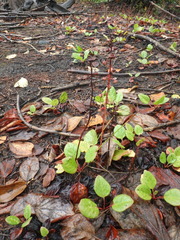 Pyrola asarifolia incarnata