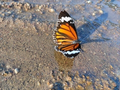 Danaus genutia