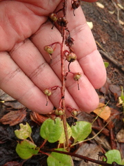 Pyrola asarifolia incarnata