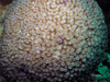 Starflower Coral - Photo (c) Blogie Robillo, some rights reserved (CC BY-NC-ND), uploaded by Blogie Robillo