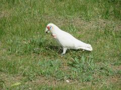 Cacatua tenuirostris