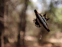 Gasteracantha geminata