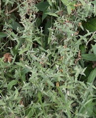 Stellaria vestita