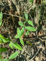 Trifolium alpestre