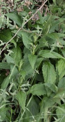 Verbena brasiliensis