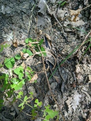 Lathyrus rotundifolius