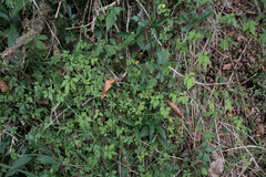 Gynostemma pentaphyllum