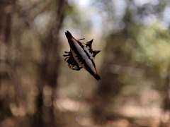Gasteracantha geminata