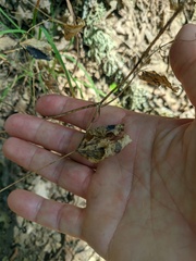 Lathyrus rotundifolius