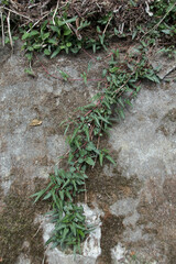 Reynoutria multiflora