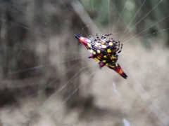 Gasteracantha geminata