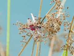 Celithemis elisa
