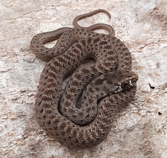 Malpolon monspessulanus