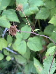 Geum canadense